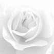 trandafir-alb