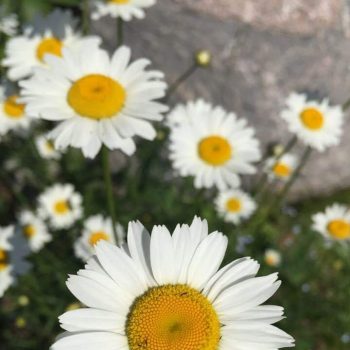 Flori