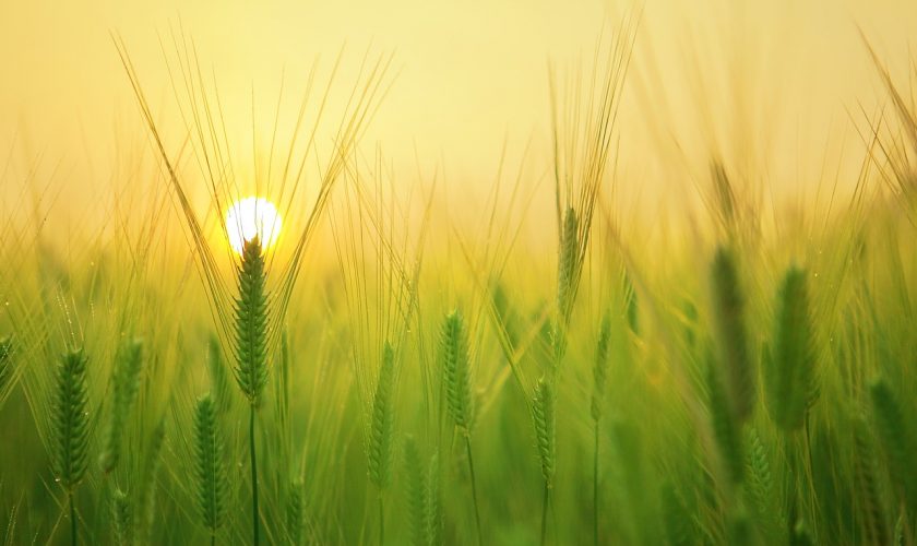 field