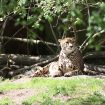 lepard
