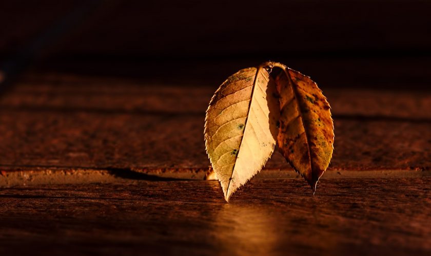 leaf