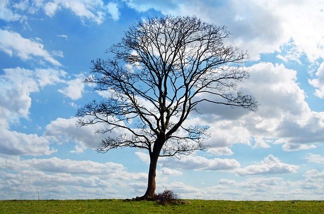 tree164