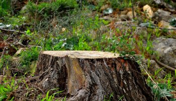 tree-cut