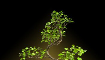 bonsai
