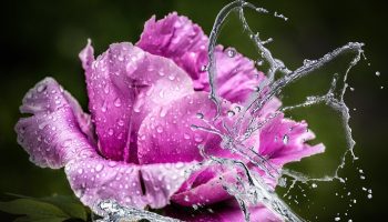 peony