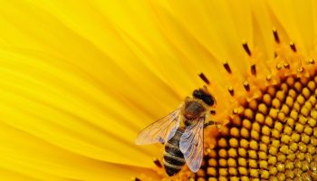 bees