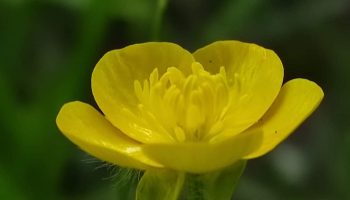 floare