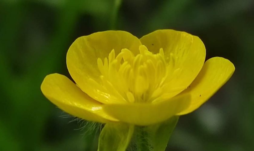 floare