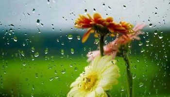 floare